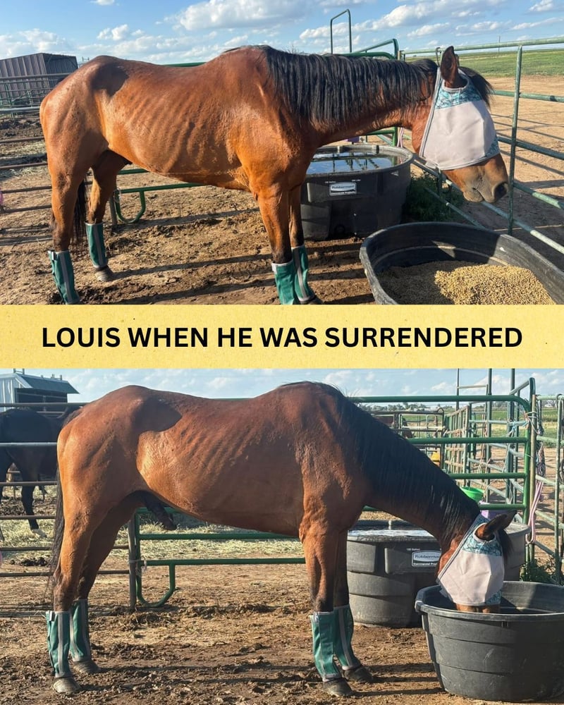 LOUIS WHEN HE WAS SURROUNDED