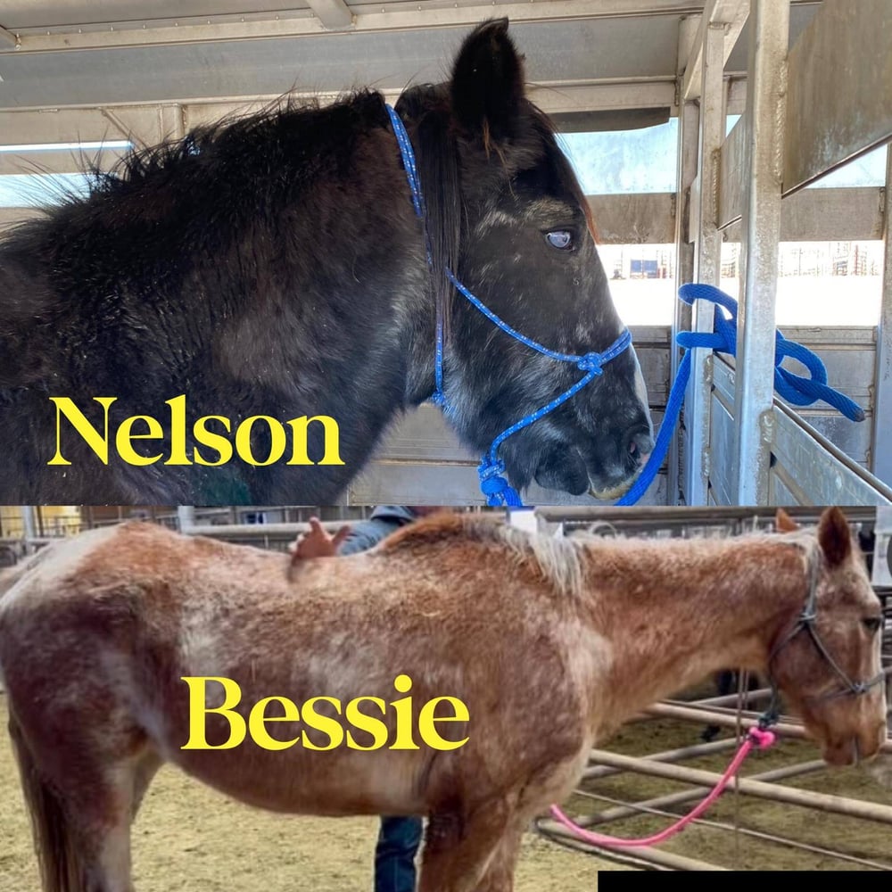 Nelson and Bessie 2