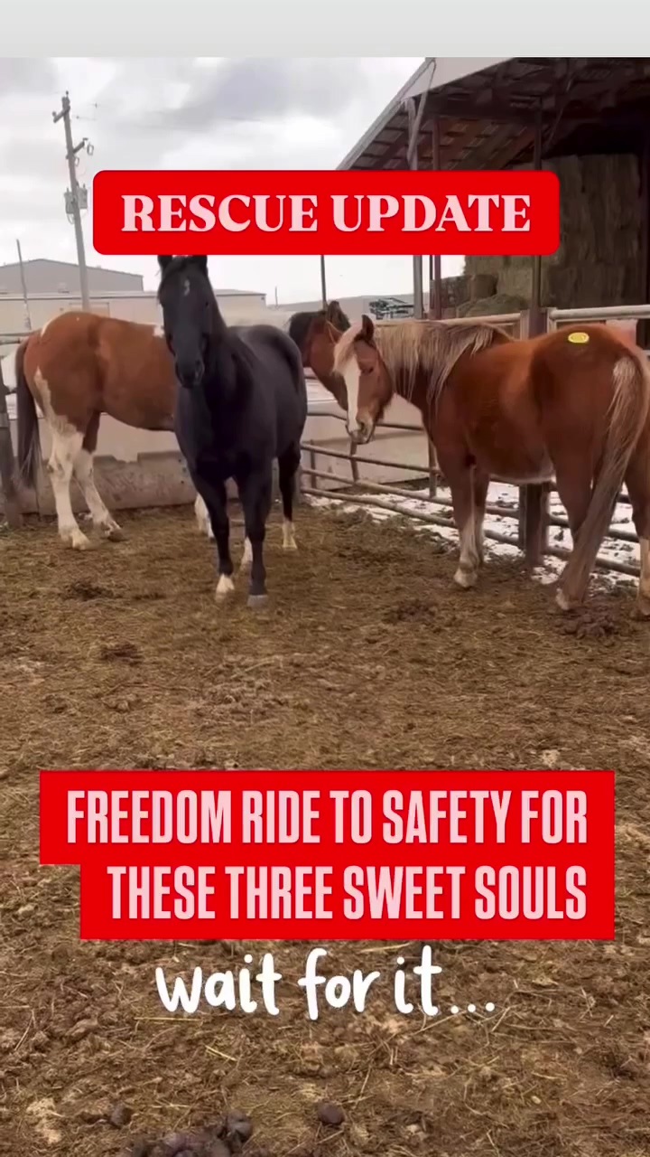 BRNR Jan Newsletter Video